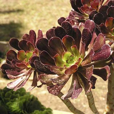 Succulent Plant Types - This Old House