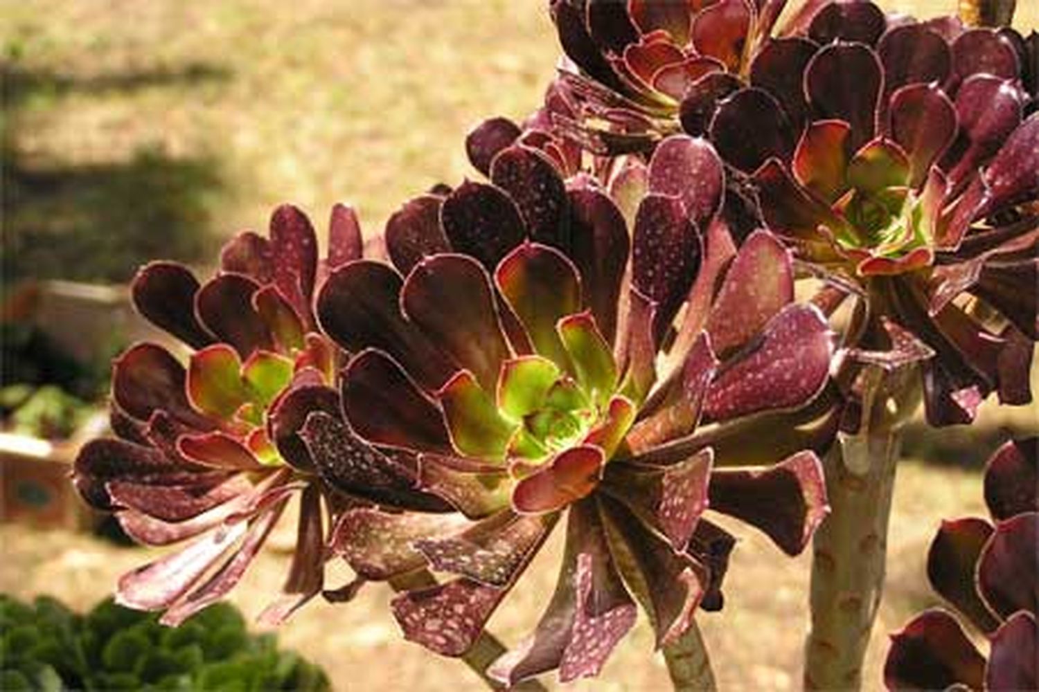 succulent_x