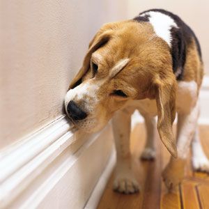 A trained dog sniffs for termites.