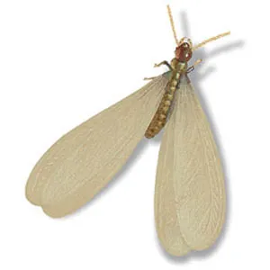 Illustration of a subterranean termite.