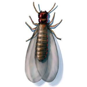 Illustration of a formosan termite.