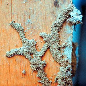 Mud tubes causes by termites on a piece of wood.