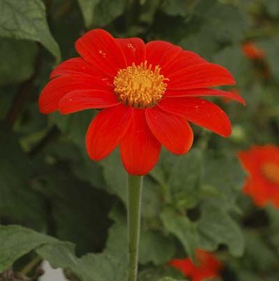 Image of a mexican sunflower, which is a great type of flower to have in a cutting garden