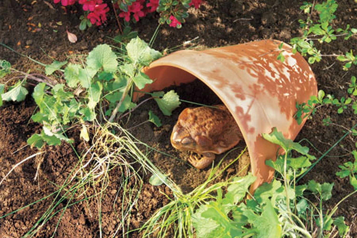 a toad in a homemade toad house
