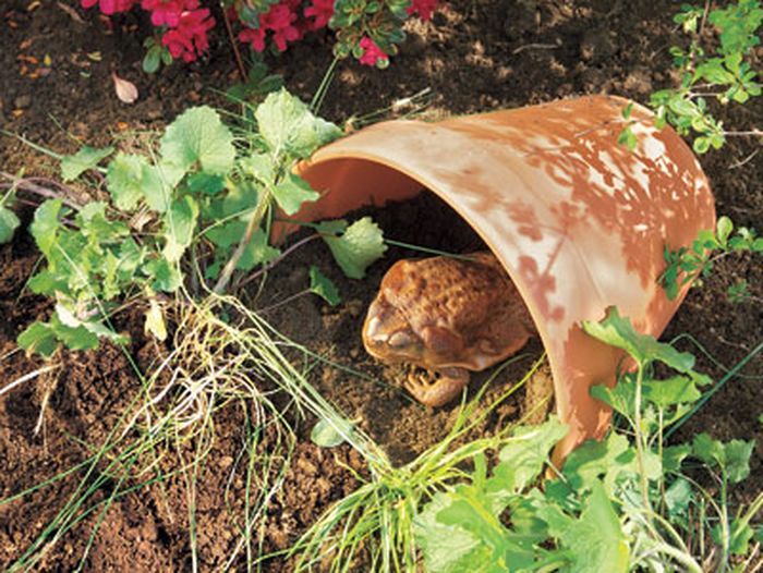 a toad in a homemade toad house
