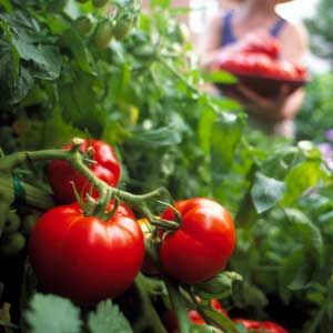 A group of tomatoes growing from a  tomato plant.