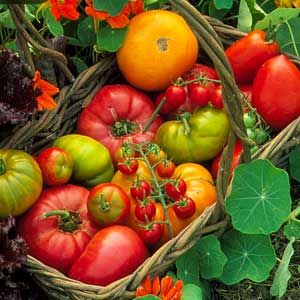 A basket of home grown tomatoes.