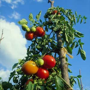 A group of tomatoes on a vine, ready to be picked.