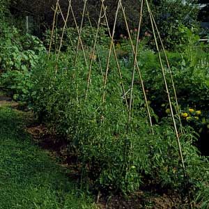 A group of tomato plants supported by bamboo tepees.