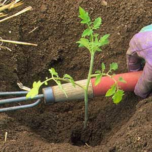 A tomato crop being planted in soil.