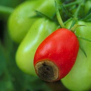 A small tomato with blossom end rot.