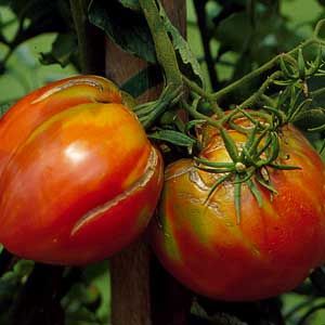 A par of tomatoes with growth cracks.