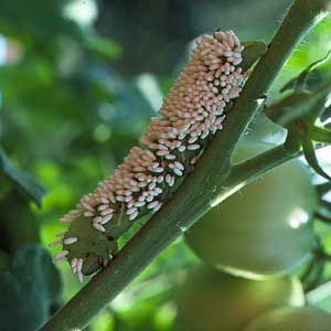 A tomato hornworm crawling around a tomato plant.