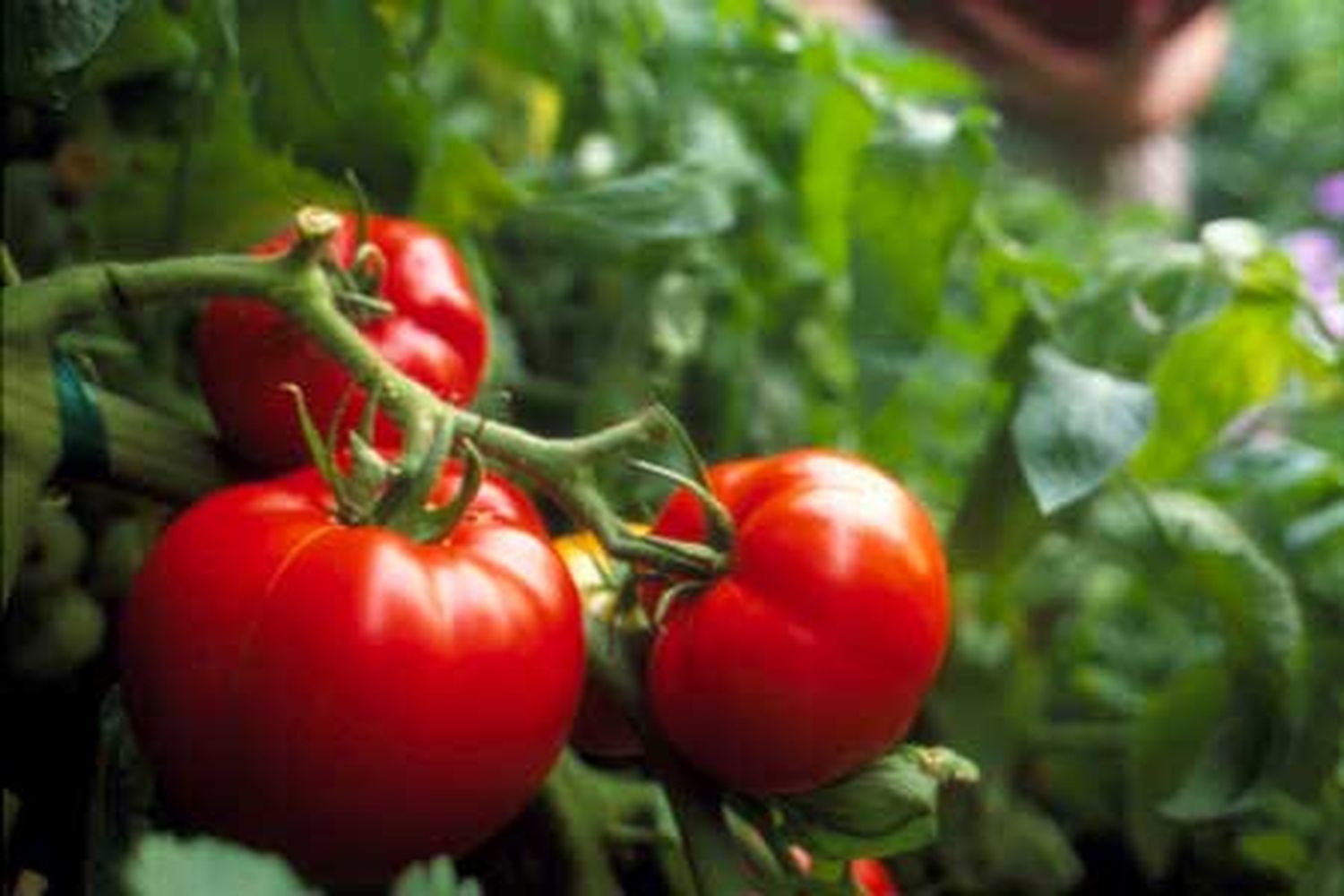 A trio of tomatoes growing on a vine.