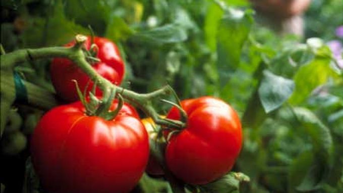 A trio of tomatoes growing on a vine.