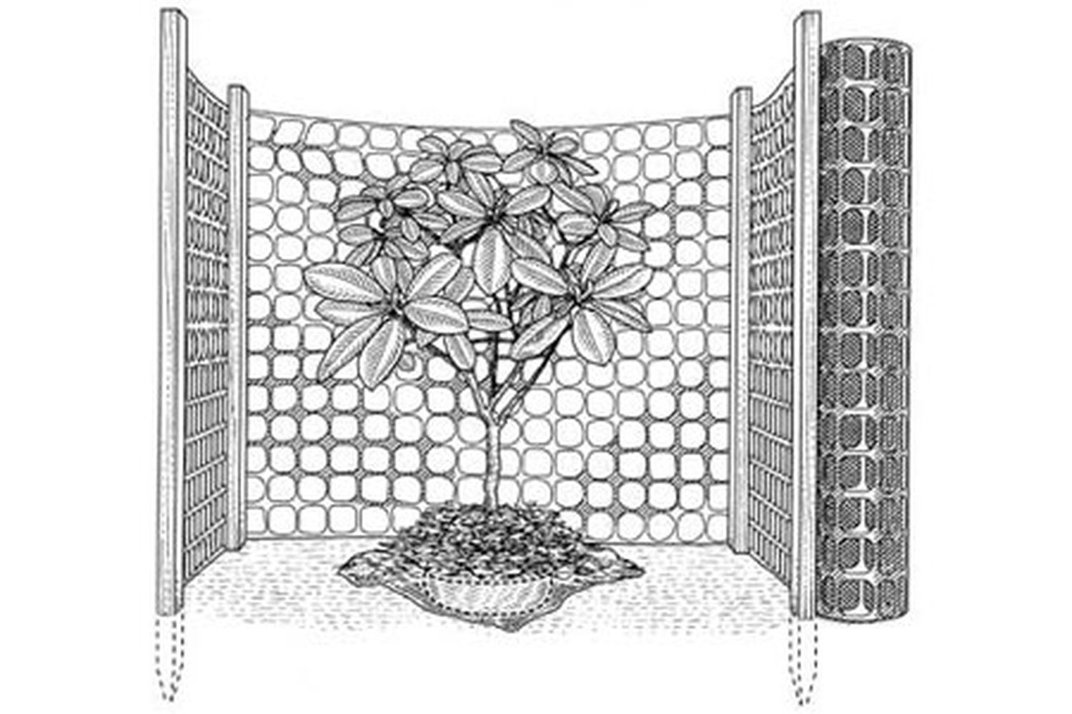 A drawing of a plant ready to be transplanted.