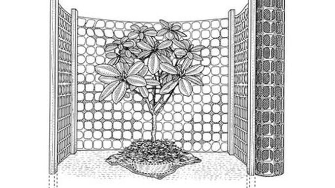 A drawing of a plant ready to be transplanted.