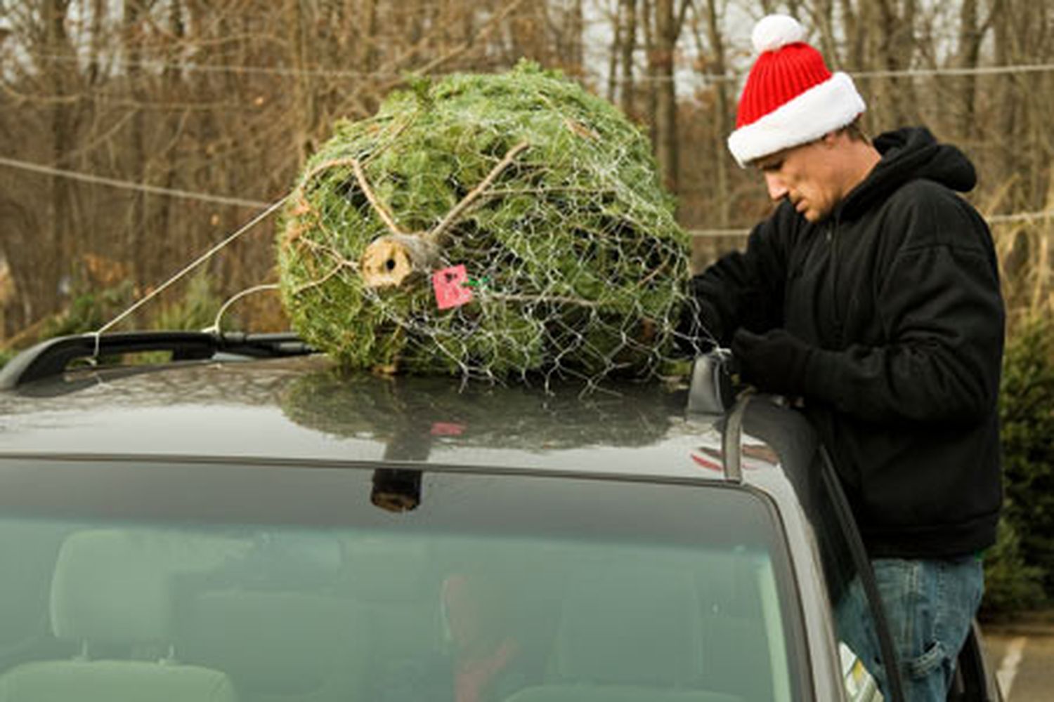 tree_home_x
