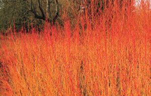 9 Best Trees and Shrubs for Fall Color - This Old House