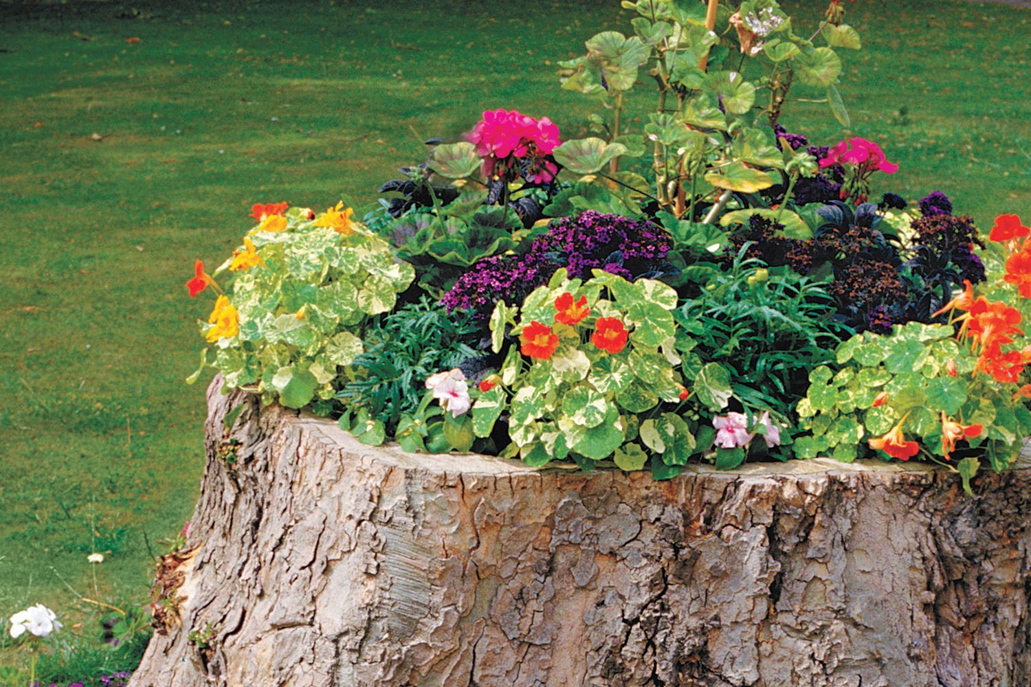 A tree stump planter.