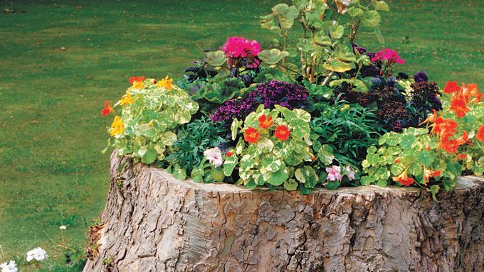 A tree stump planter.