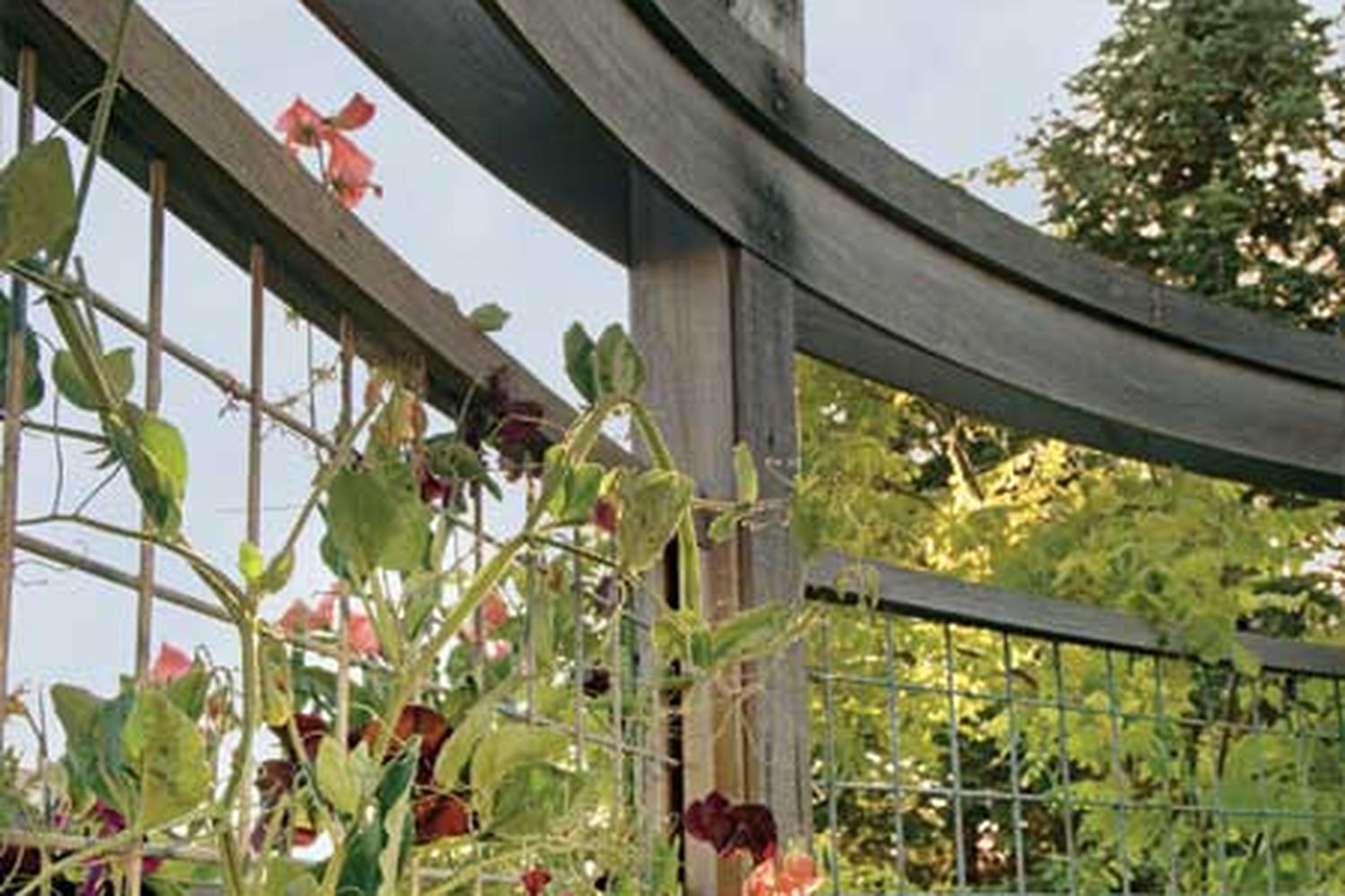 Vine wrapped around a wire trellis
