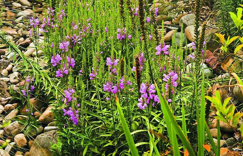 A garden with plants and rocks as a part of a effective swale drainage system.