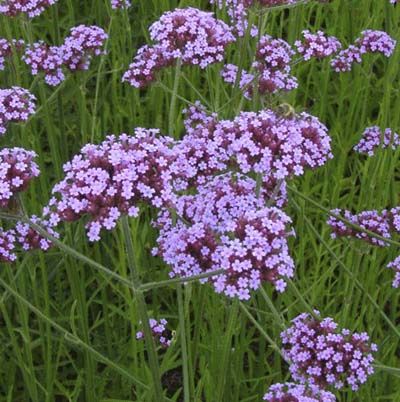 Image of purpletop verbena, which is a great type of flower to have in a cutting garden