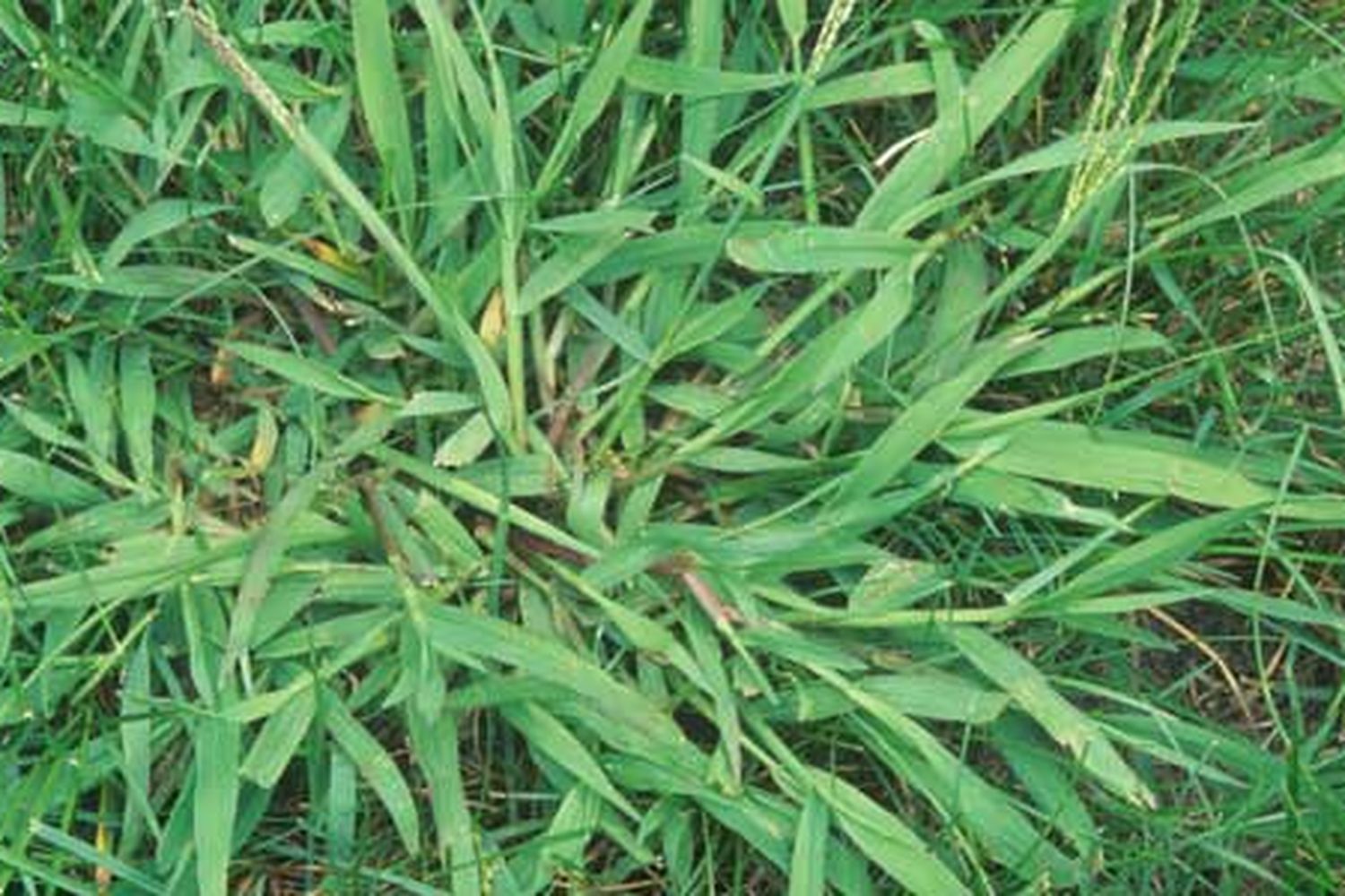 A lawn weed growing in a yard, indicating poor lawn health.