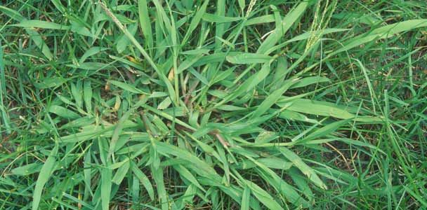 A lawn weed growing in a yard, indicating poor lawn health.