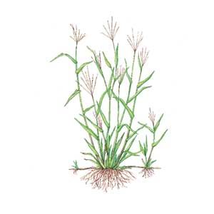 An illustration of crabgrass.