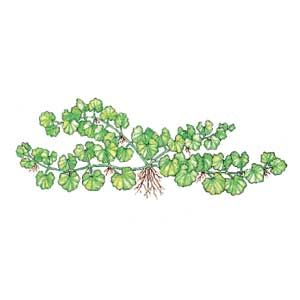 An illustration of a spotted spurge.