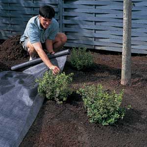 spreading landscape fabric around bushes to smother weeds