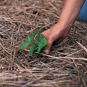 pulling a week that is growing in mulch and pine needles