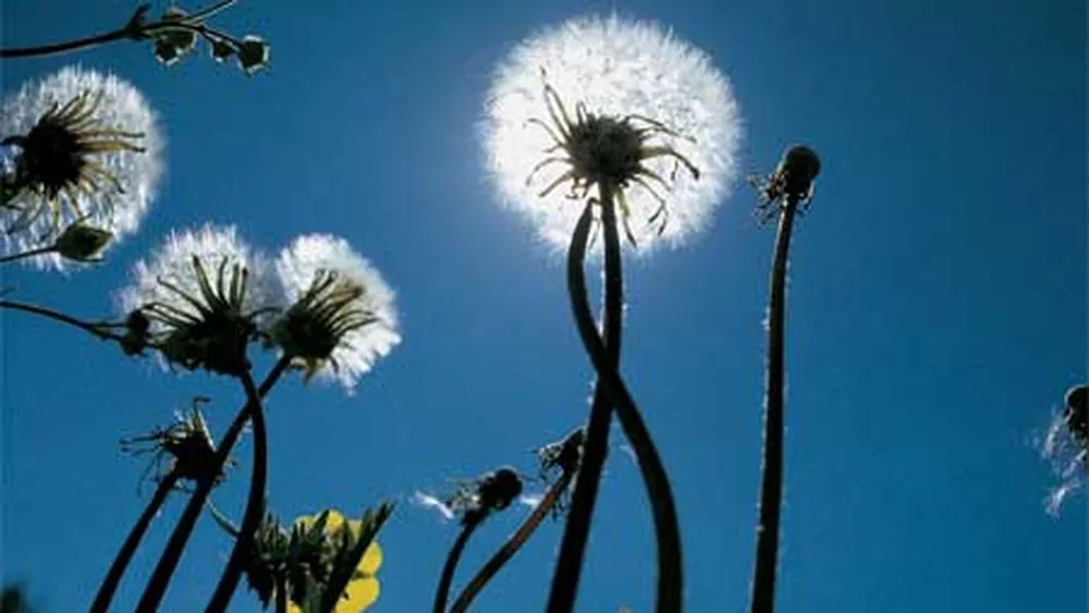 weeds_x