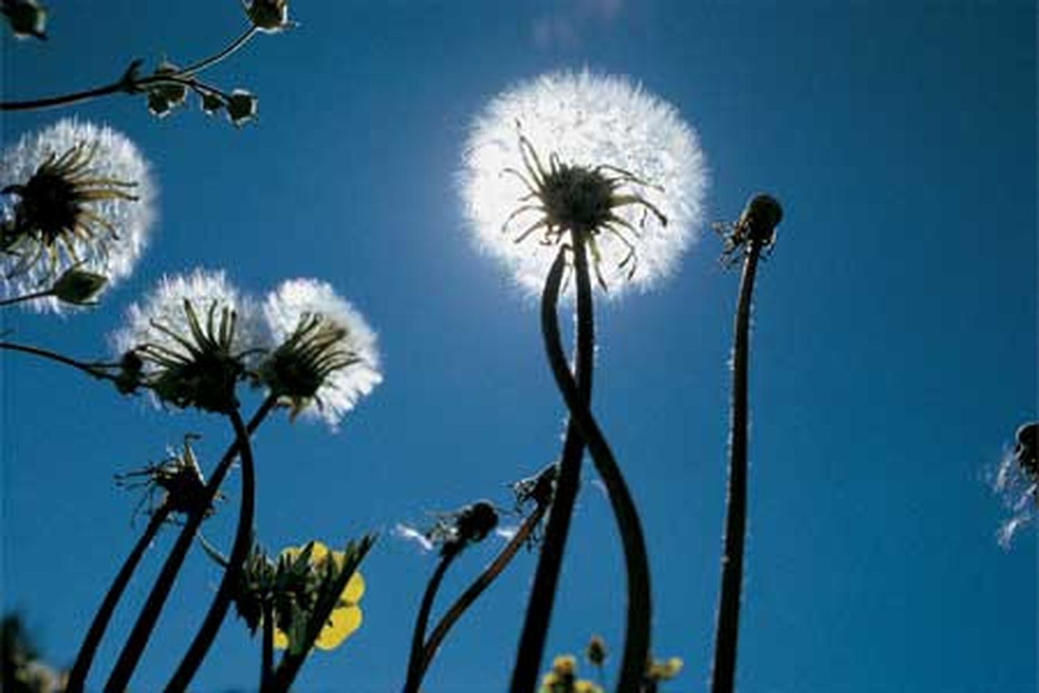 weeds_x