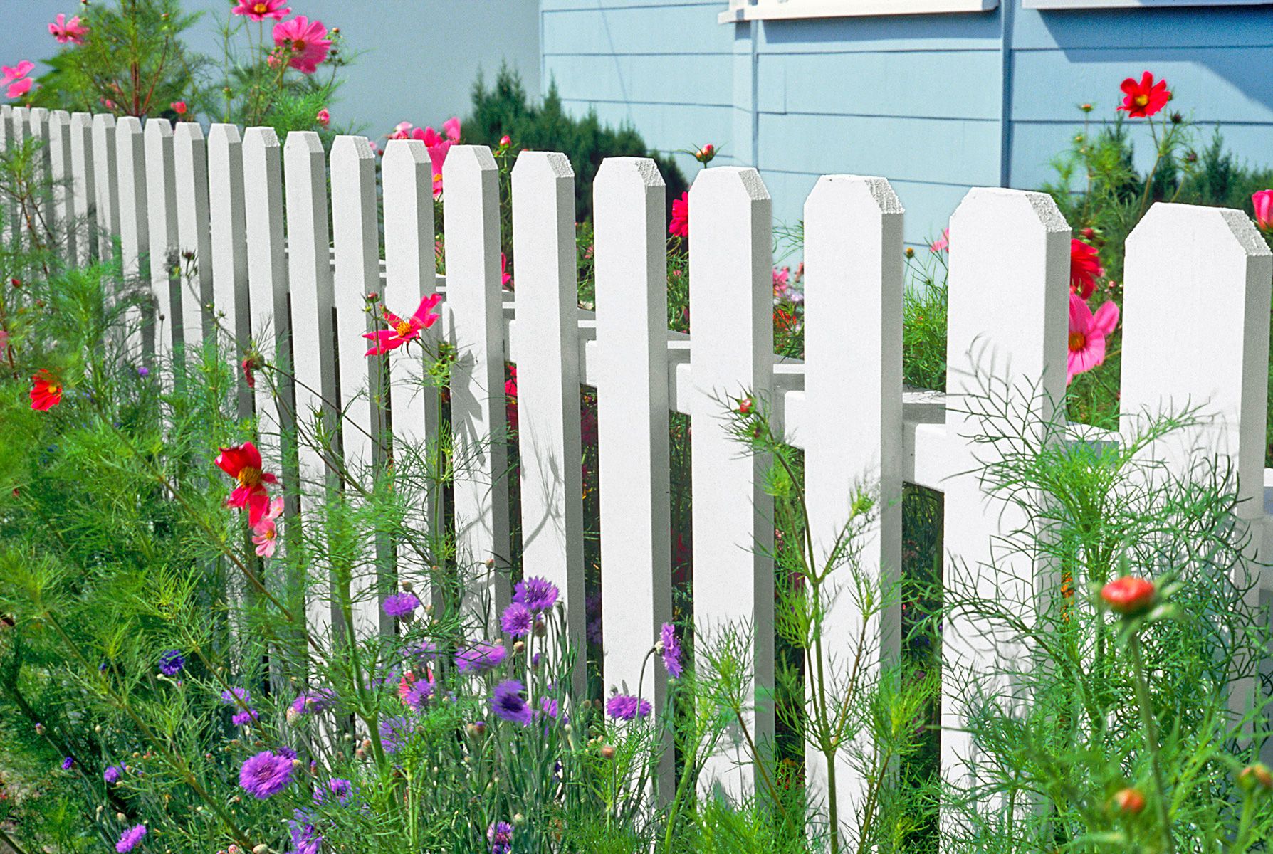 A picket fence bordered by purple and pink flowers.