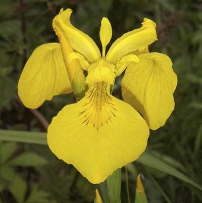 Image of a yellow flag iris, which is a great type of flower to have in a cutting garden