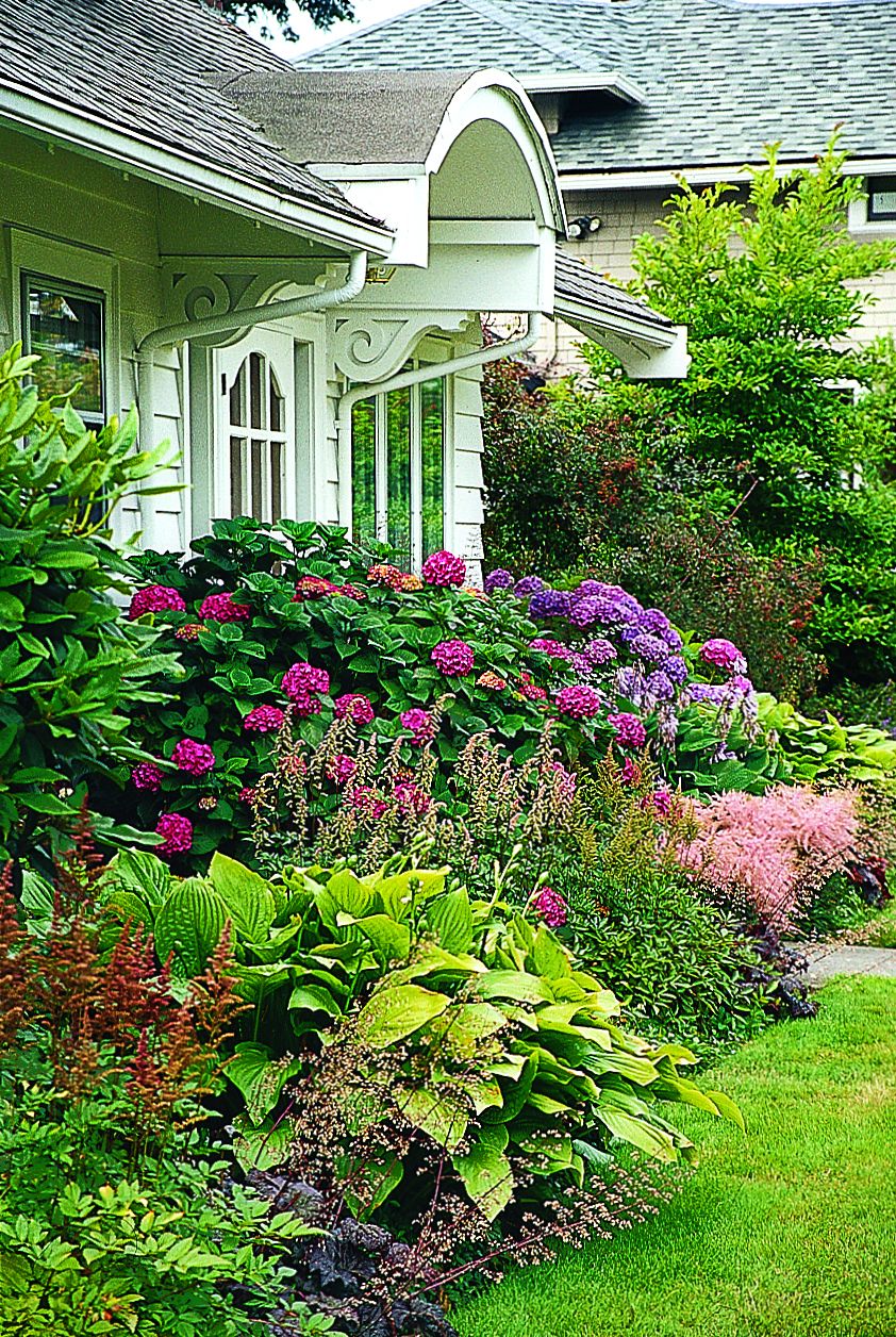 A foundation planter including mophead hydrangea and hosta.