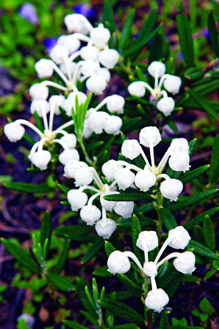 A flowering Andromeda plant.