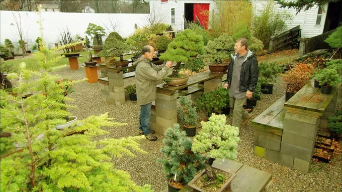 ask_1319_bonsai