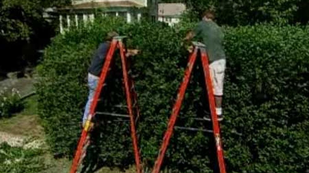 pruning_privet_hedge_x