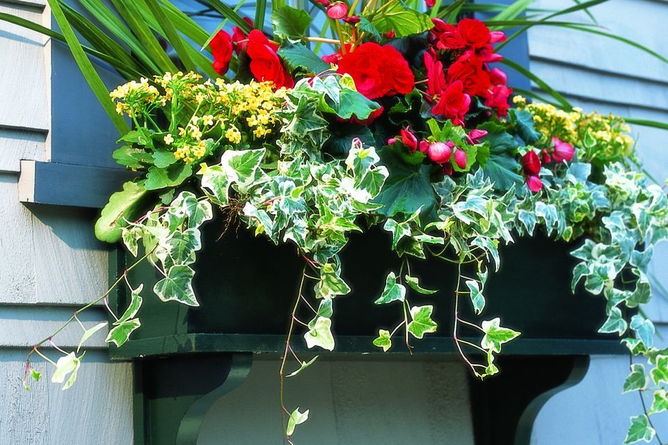 A window box hanging full of flowers.