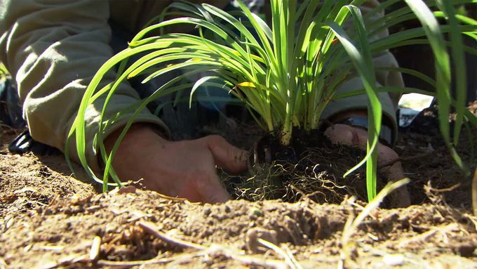 planting_new_garden_1920px