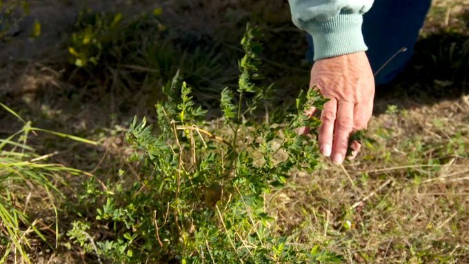 prairie_grass