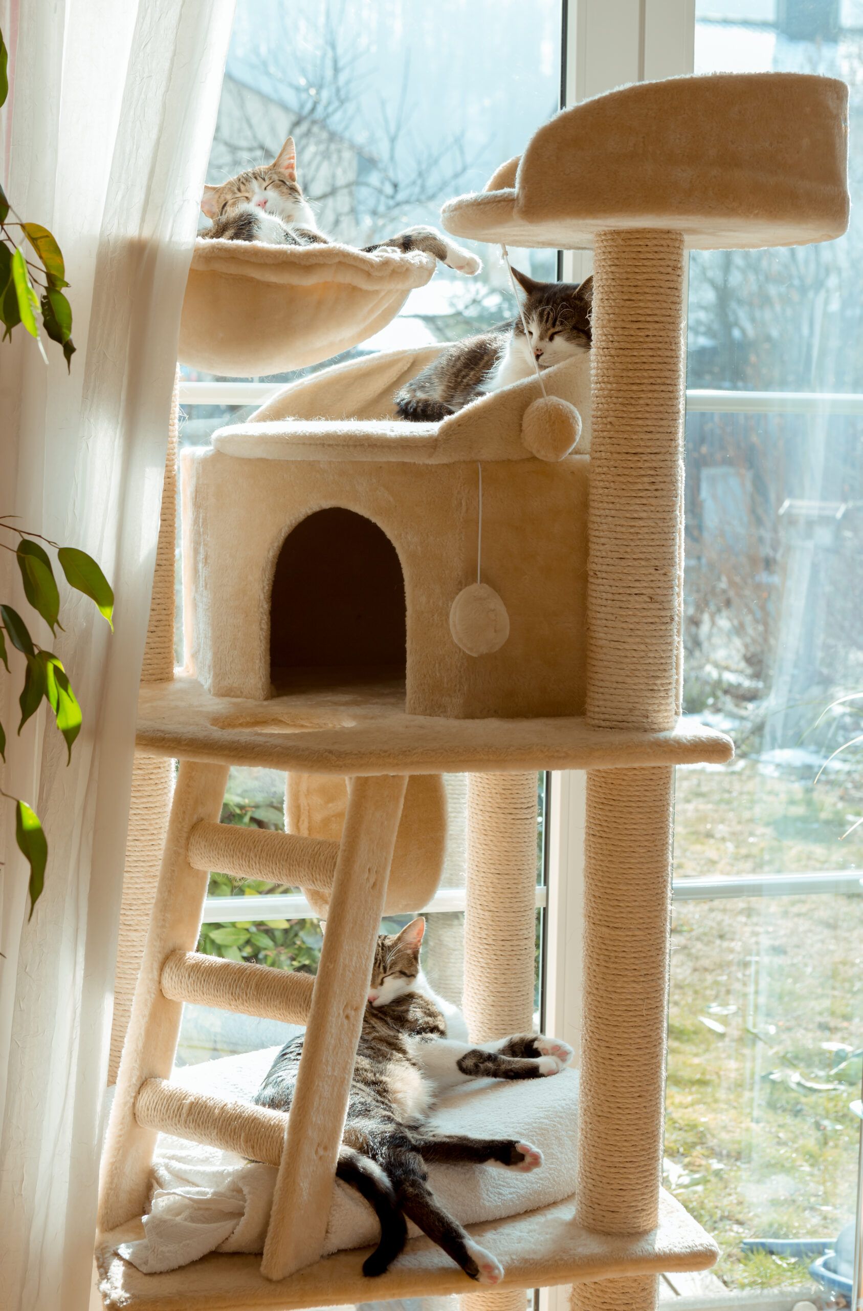 Homemade cat clearance stands