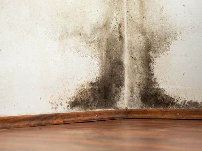 A corner of a room with a black mold growing on it.
