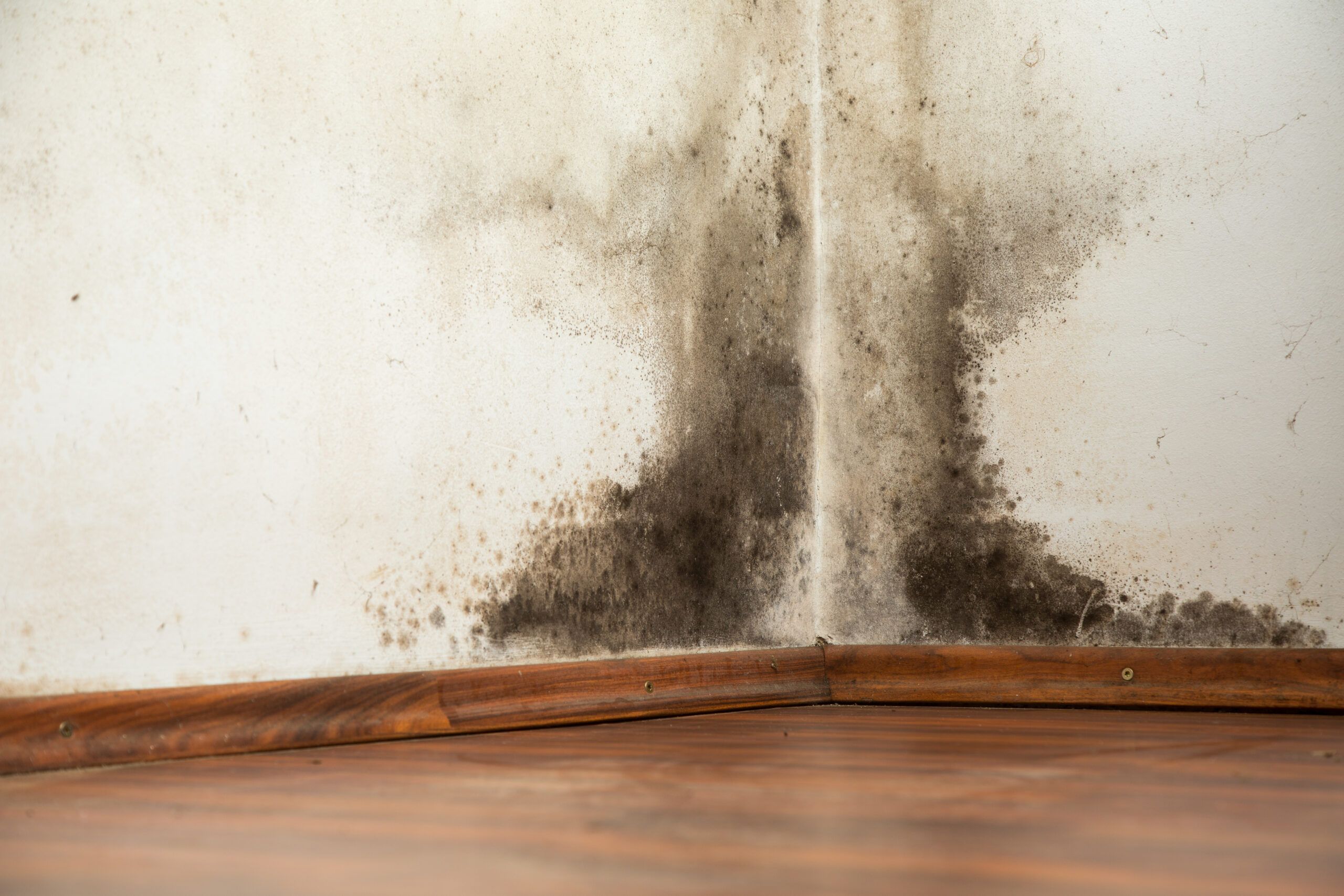 A corner of a room with a black mold growing on it.