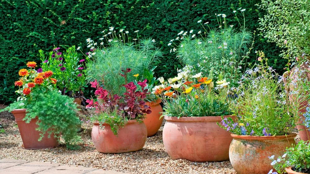 A variety of potted spring plants.