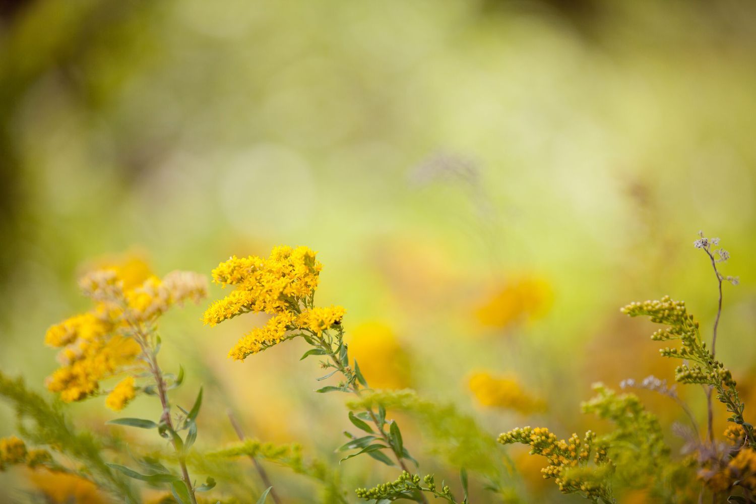 A flower full of pollen, which is a common culprit of allergies.